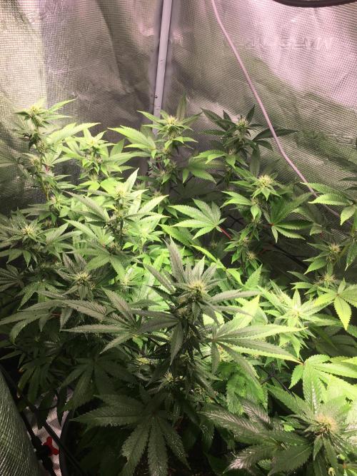 MK-Ultra Kush & Biscotti Mintz. Week 4 - Biscotti Mintz