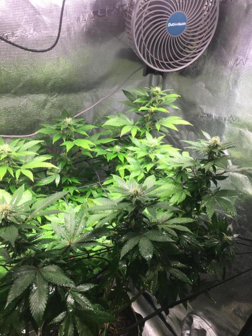 MK-Ultra Kush & Biscotti Mintz. Week 4 - MK Ultra