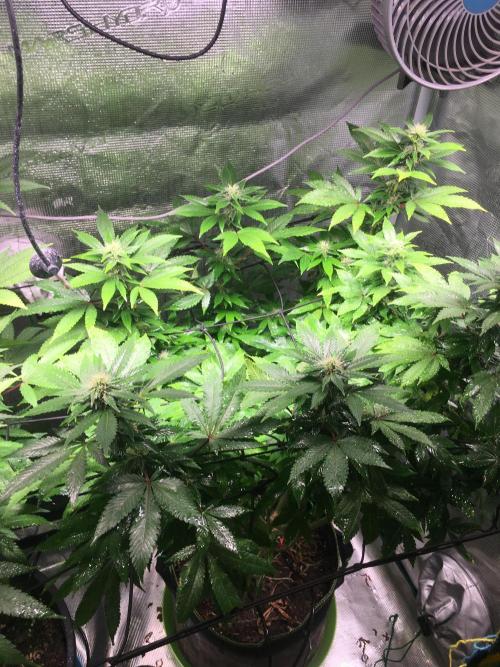 MK-Ultra Kush & Biscotti Mintz. Week 4 - MK Ultra