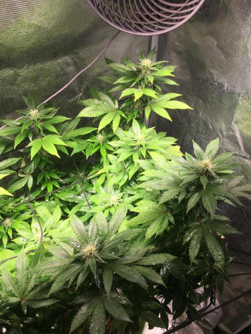 MK-Ultra Kush & Biscotti Mintz. Week 4 - MK Ultra