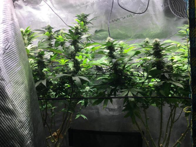 MK-Ultra Kush & Biscotti Mintz. Week 5