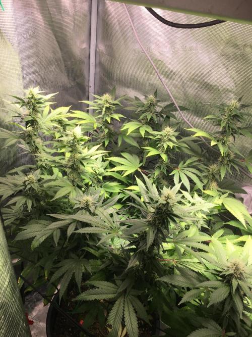 MK-Ultra Kush & Biscotti Mintz. Week 5