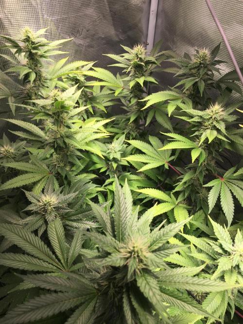 MK-Ultra Kush & Biscotti Mintz. Week 5