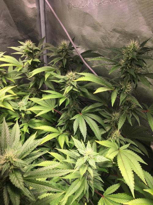 MK-Ultra Kush & Biscotti Mintz. Week 5
