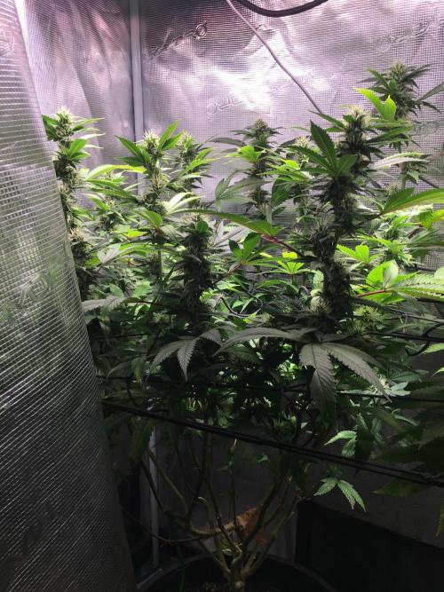 MK-Ultra Kush & Biscotti Mintz. Week 5