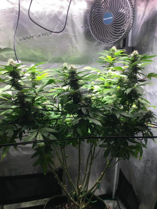 MK-Ultra Kush & Biscotti Mintz. Week 5