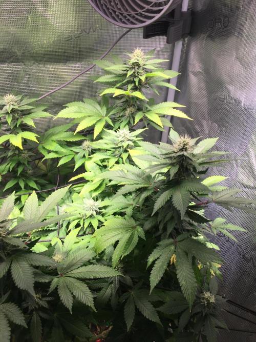 MK-Ultra Kush & Biscotti Mintz. Week 5
