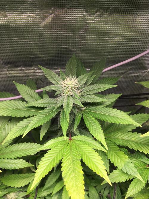 MK-Ultra Kush & Biscotti Mintz. Week 5