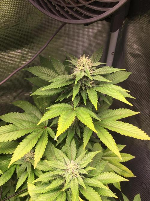MK-Ultra Kush & Biscotti Mintz. Week 5