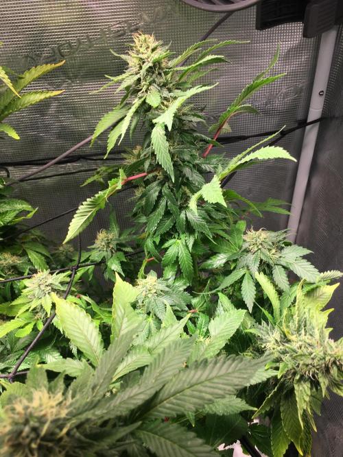 MK-Ultra Kush & Biscotti Mintz. Week 6