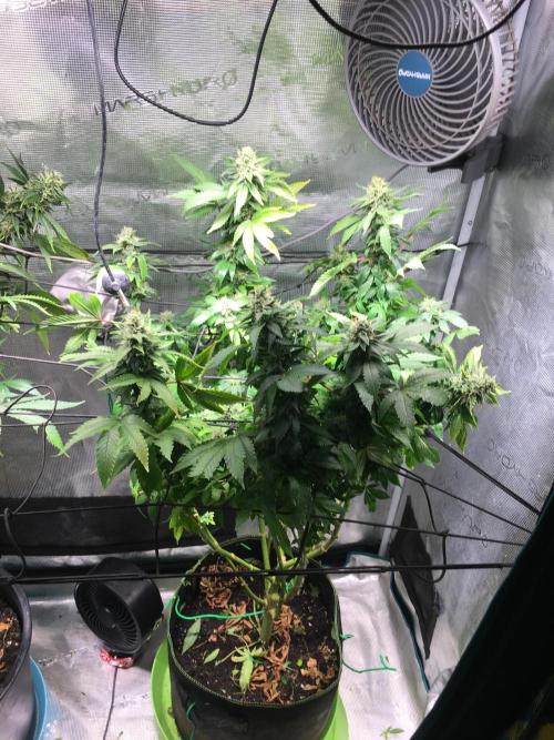 MK-Ultra Kush & Biscotti Mintz. Week 6