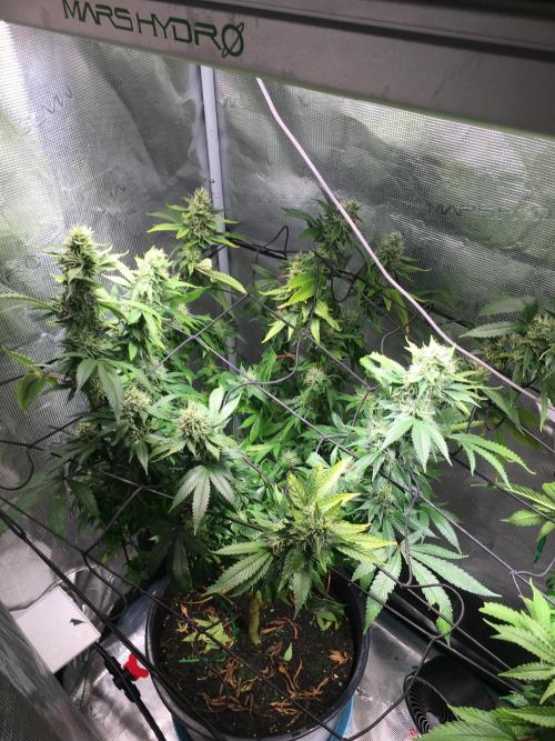 MK-Ultra Kush & Biscotti Mintz. Week 6
