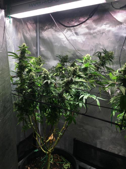 MK-Ultra Kush & Biscotti Mintz. Week 6