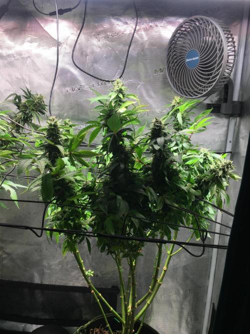 MK-Ultra Kush & Biscotti Mintz. Week 6