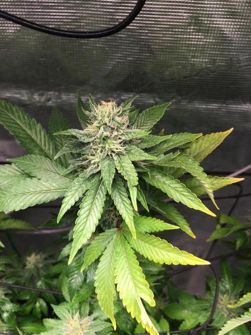 MK-Ultra Kush & Biscotti Mintz. Week 6