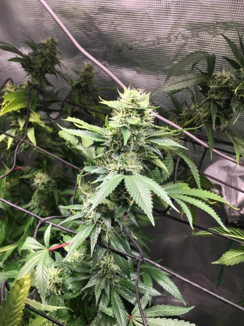 MK-Ultra Kush & Biscotti Mintz. Week 6