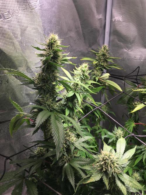 MK-Ultra Kush & Biscotti Mintz. Week 6