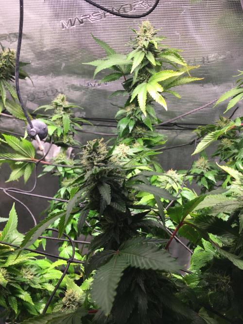 MK-Ultra Kush & Biscotti Mintz. Week 6