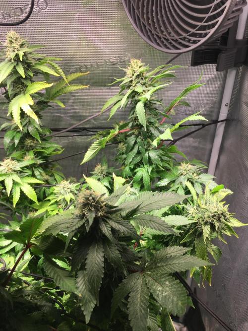 MK-Ultra Kush & Biscotti Mintz. Week 6