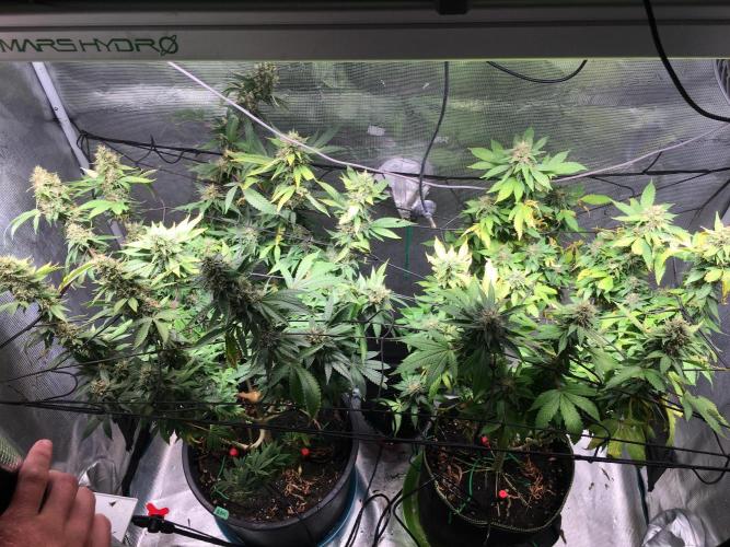 MK-Ultra Kush & Biscotti Mintz. Week 7
