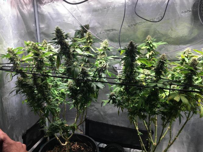 MK-Ultra Kush & Biscotti Mintz. Week 7