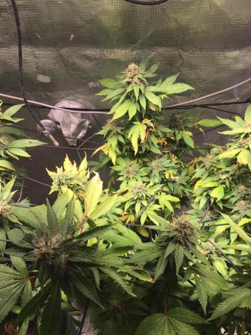 MK-Ultra Kush & Biscotti Mintz. Week 7