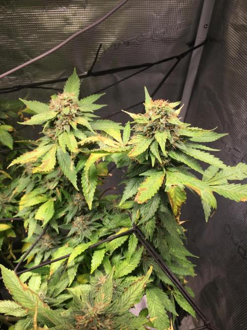MK-Ultra Kush & Biscotti Mintz. Week 7