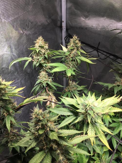 MK-Ultra Kush & Biscotti Mintz. Week 7