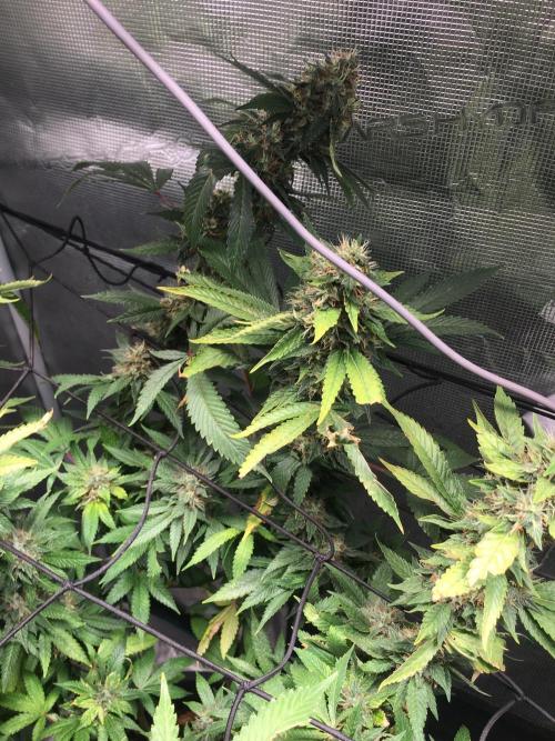 MK-Ultra Kush & Biscotti Mintz. Week 7