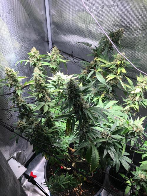 MK-Ultra Kush & Biscotti Mintz. Week 7