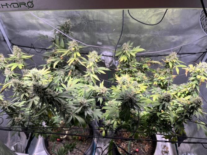 MK-Ultra Kush & Biscotti Mintz. Week 8