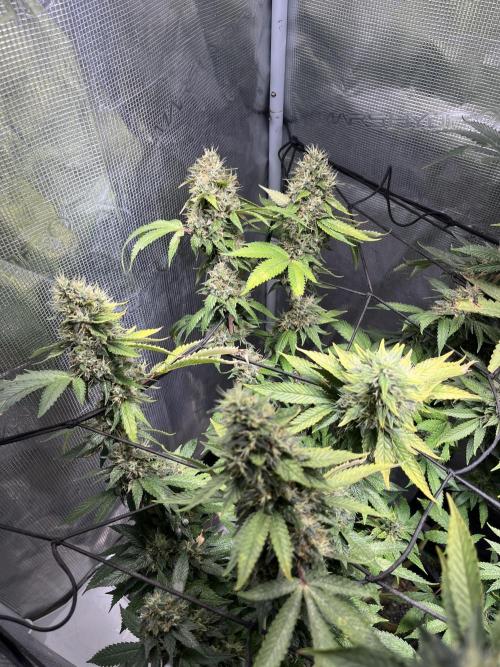 MK-Ultra Kush & Biscotti Mintz. Week 8
