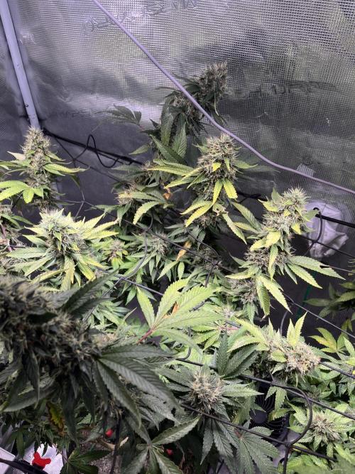 MK-Ultra Kush & Biscotti Mintz. Week 8
