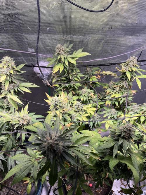 MK-Ultra Kush & Biscotti Mintz. Week 8