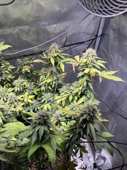 MK-Ultra Kush & Biscotti Mintz. Week 8
