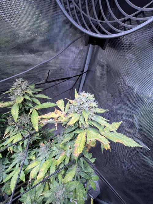 MK-Ultra Kush & Biscotti Mintz. Week 8