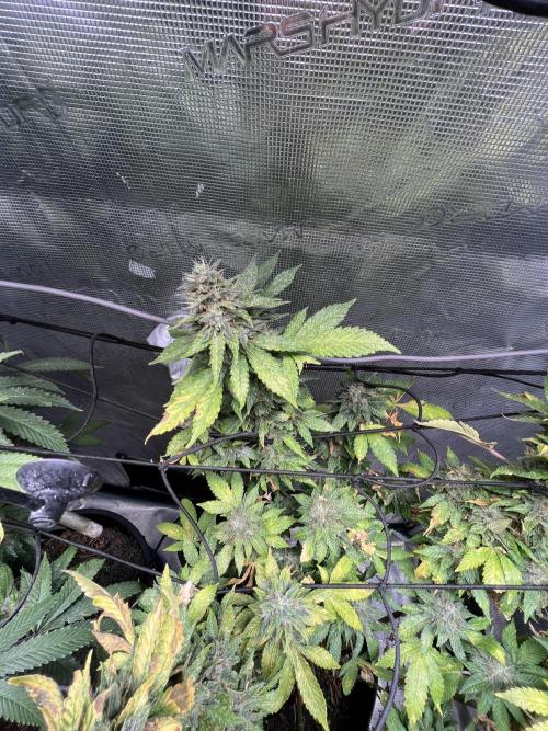 MK-Ultra Kush & Biscotti Mintz. Week 8