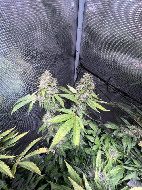 MK-Ultra Kush & Biscotti Mintz. Week 8