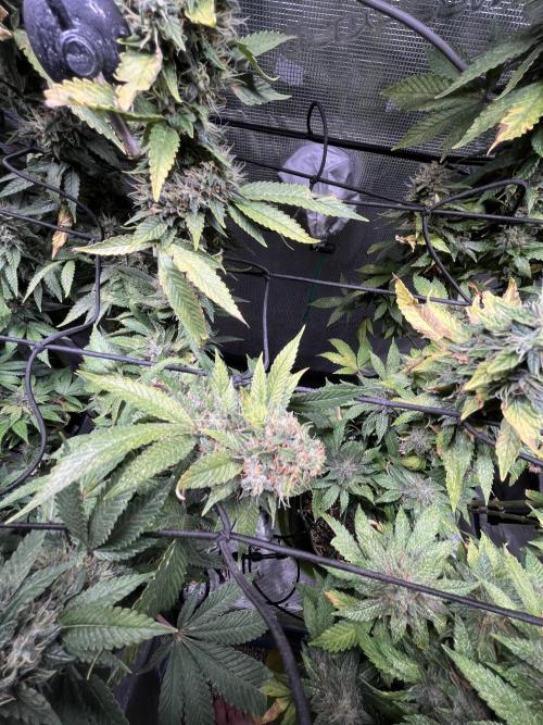 MK-Ultra Kush & Biscotti Mintz. Week 8