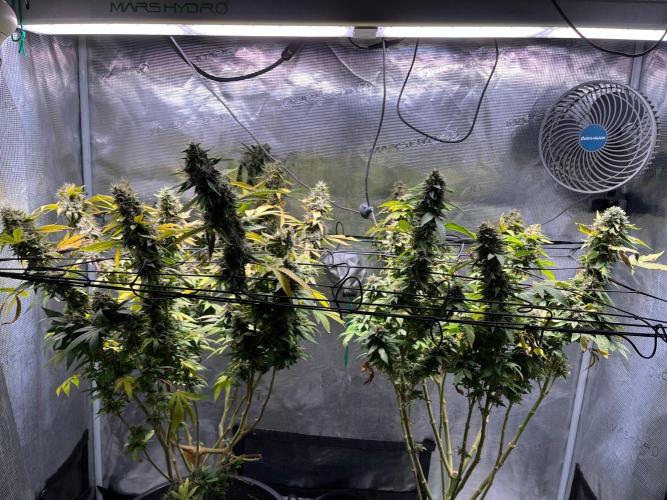 MK-Ultra Kush & Biscotti Mintz. Week 9