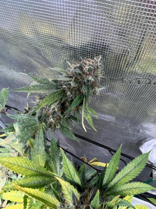 MK-Ultra Kush & Biscotti Mintz. Week 9