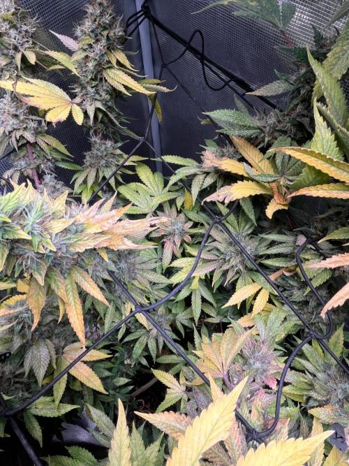 MK-Ultra Kush & Biscotti Mintz. Week 9