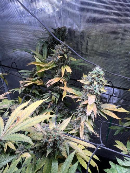 MK-Ultra Kush & Biscotti Mintz. Week 9