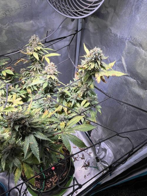 MK-Ultra Kush & Biscotti Mintz. Week 9