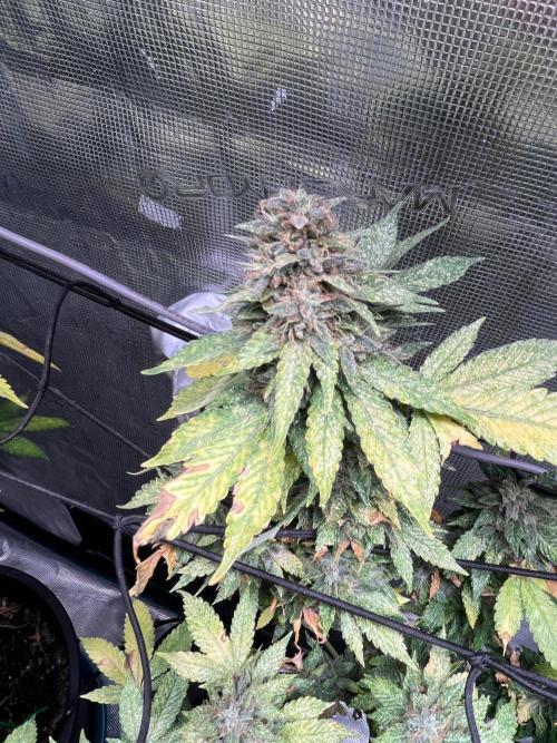MK-Ultra Kush & Biscotti Mintz. Week 9