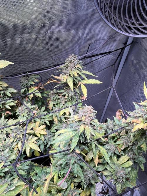 MK-Ultra Kush & Biscotti Mintz. Week 9