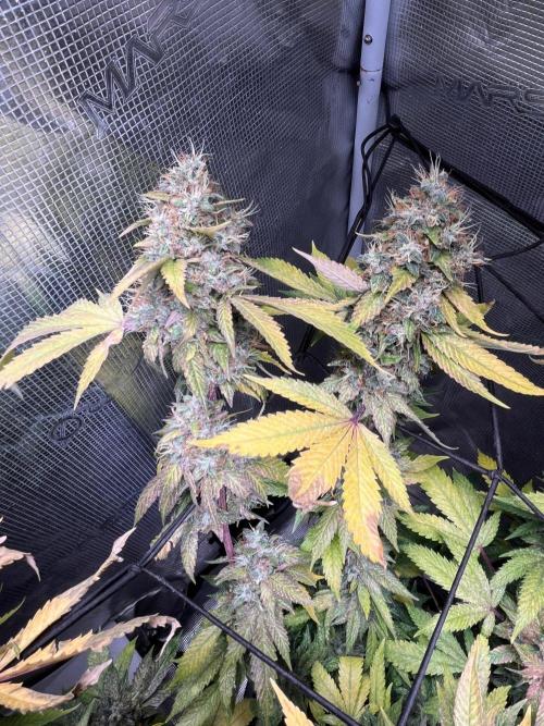 MK-Ultra Kush & Biscotti Mintz. Week 9
