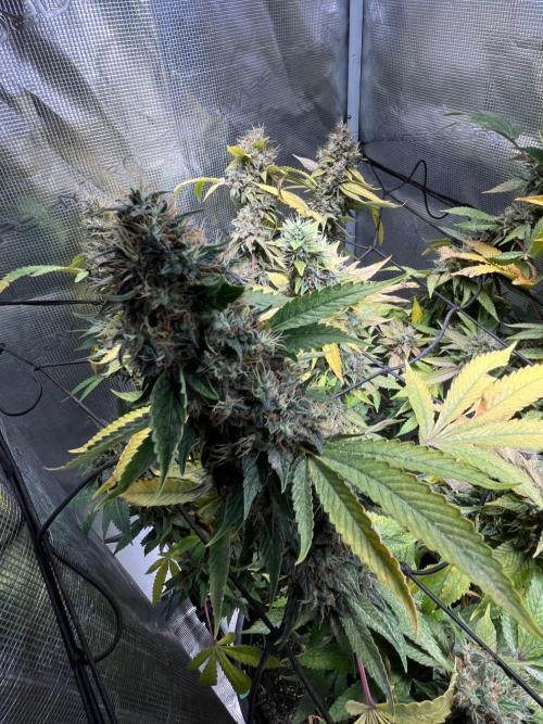 MK-Ultra Kush & Biscotti Mintz. Week 9