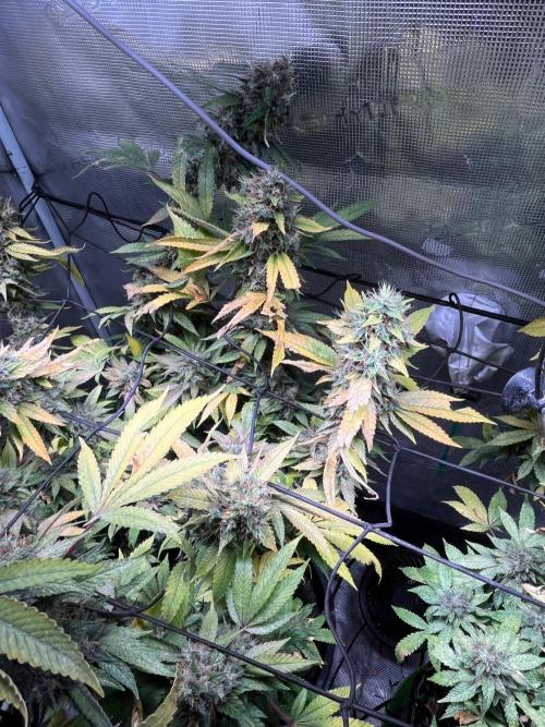 MK-Ultra Kush & Biscotti Mintz. Week 9