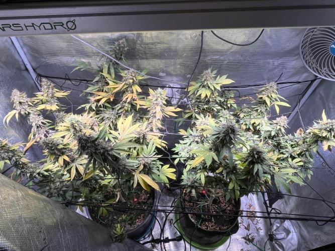 MK-Ultra Kush & Biscotti Mintz. Week 9